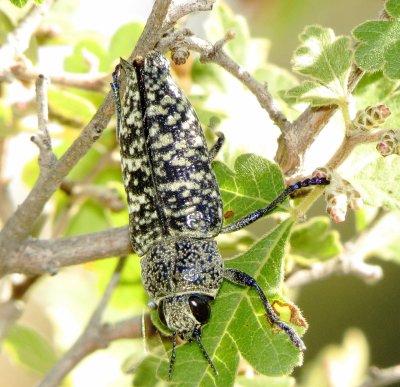 Lampetis Drummondi