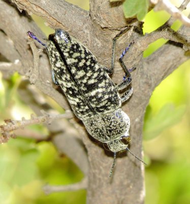 Lampetis Drummondi