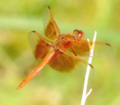 Flame Skimmer