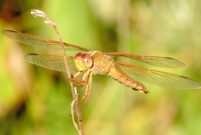 Flame Skimmer