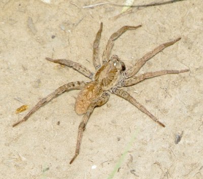 Burrow-Living Wolf Spider Species