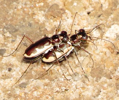 Cream-Edged Tiger Beetle