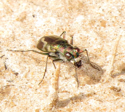 Williston's Tiger Beetle