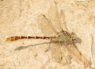 Flag-Tailed Spinyleg