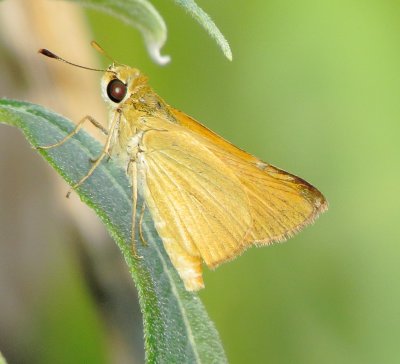 Delaware Skipper