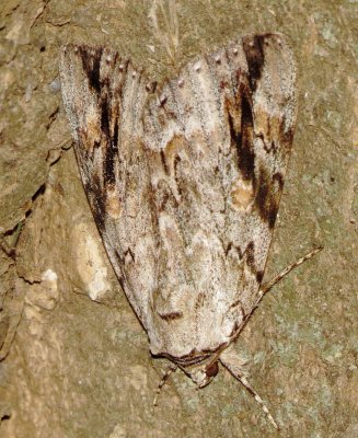 Sad Underwing Moth