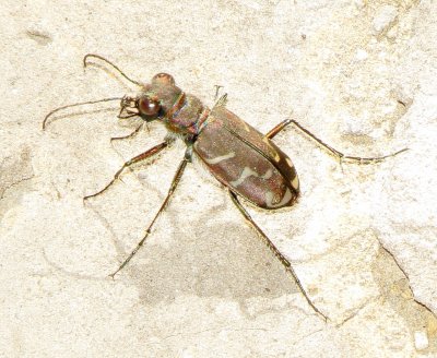 Oblique-Lined Tiger Beetle