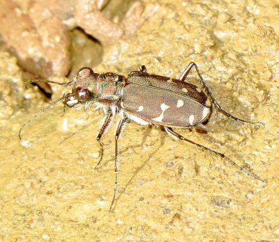 Twelve-Spotted Tiger Beetle