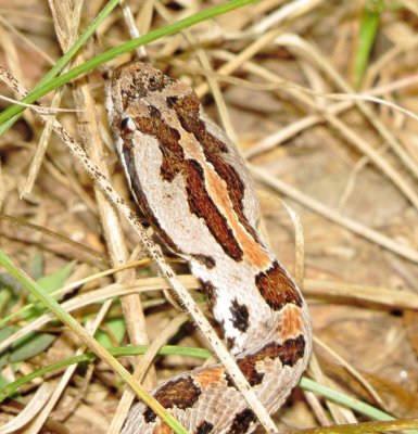 Western Pygmy Rattlesnake
