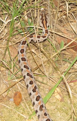 Western Pygmy Rattlesnake