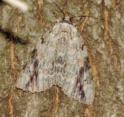 Sad Underwing Moth