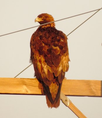 Golden Eagle