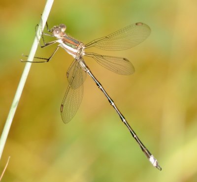 Great Spreadwing