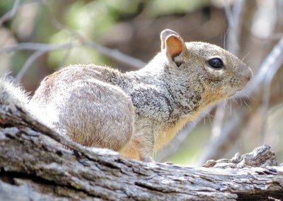 Rock Squirrel