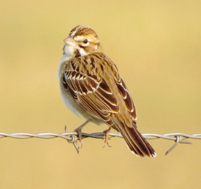 Lark Sparrow