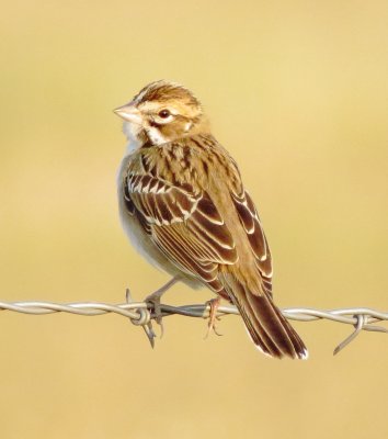 Lark Sparrow