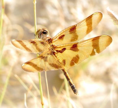 Halloween Pennant