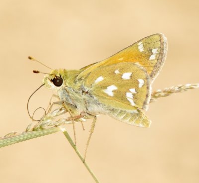 Green Skipper