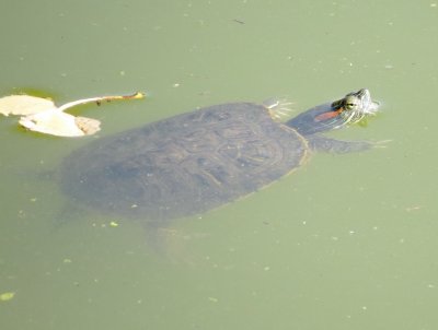 Red-Eared Slider