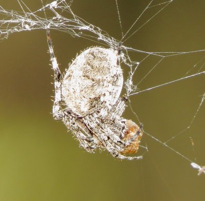 Genus Neoscona