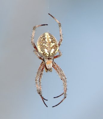 Western Spotted Orbweaver