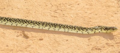 Speckled Kingsnake