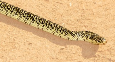 Speckled Kingsnake