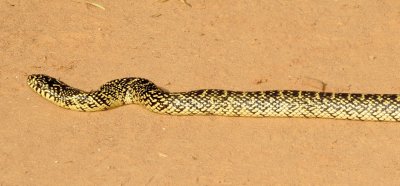Speckled Kingsnake
