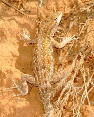 Common Side-Blotched Lizard