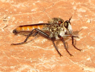 Genus Ospriocerus