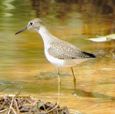 Solitary Sandpiper