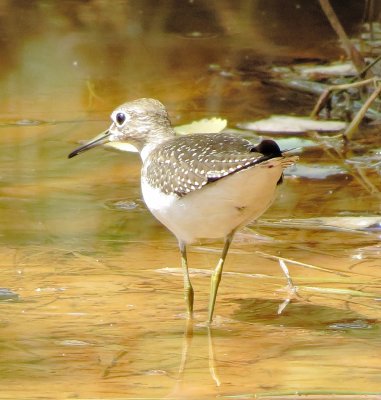 Solitary Sandpiper