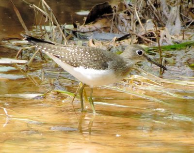 Solitary Sandpiper