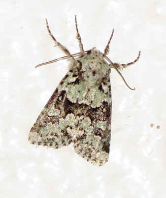 Collared Arches Moth