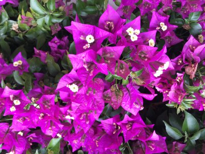 bougainvillea