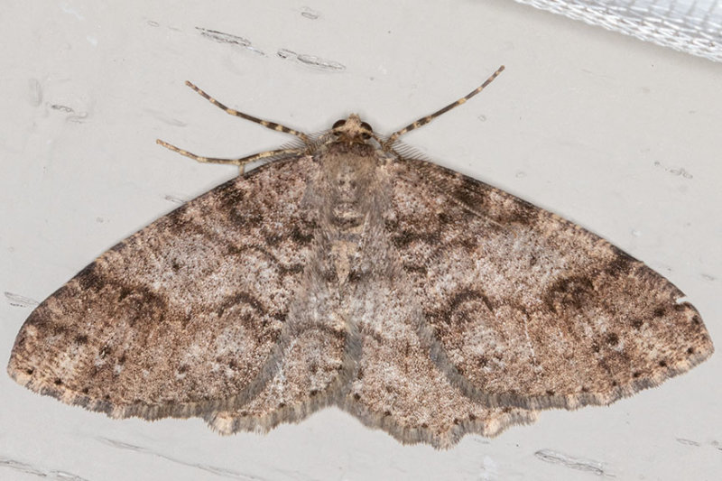 6618 Western Carpet (Melanolophia imitata)