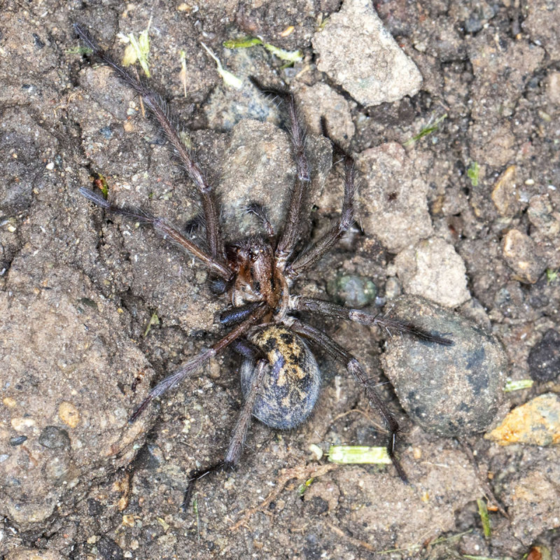 (Eratigena duellica) Giant House Spider