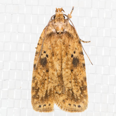 0878 (Agonopterix canadensis)