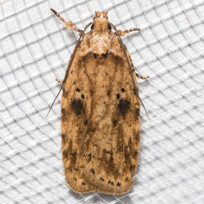 0878 (Agonopterix canadensis)