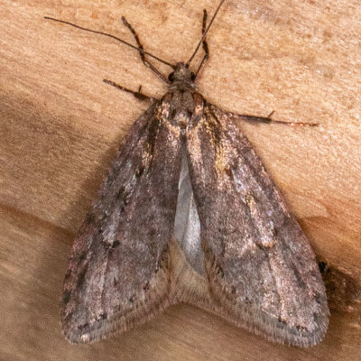 0915 (Semioscopis megamicrella)