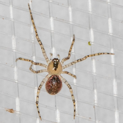 (Theridiidae) - Cobweb Spiders