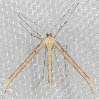 Plume Moth (Pterophoridae)