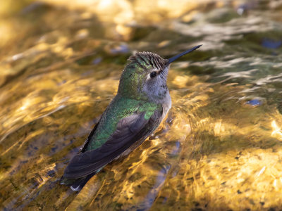 Anna's Hummingbird