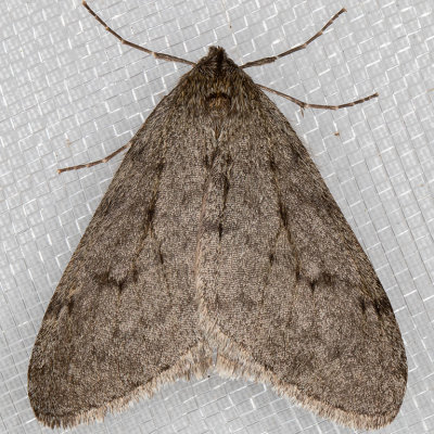 6661 Walnut Spanworm Moth (Phigalia plumogeraria)