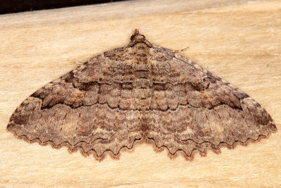 7285 Tissue Moth (Triphosa haesitata)