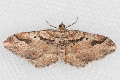 Bent-line Carpet (Costaconvexa centrostrigaria)