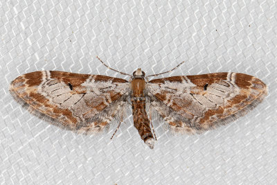 7601 (Eupithecia nevadata)