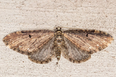 7543 Larch Pug Moth (Eupithecia annulata)