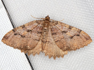 7285 Tissue Moth (Triphosa haesitata)