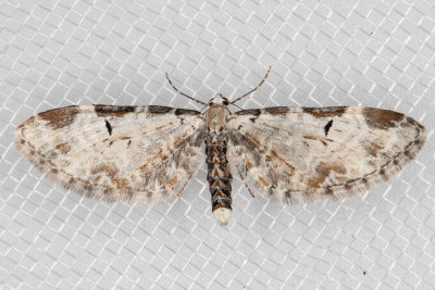 7605 (Eupithecia ravocostaliata)